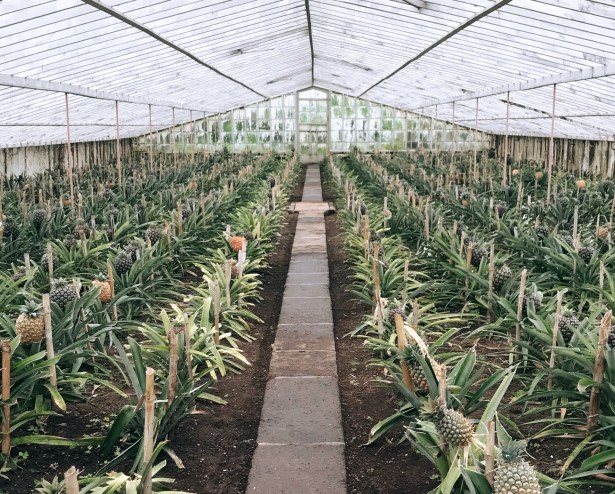 Plantação de Ananás Fajã de Baixo
